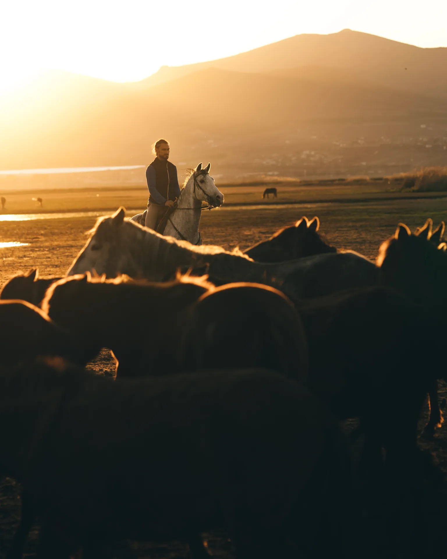 Kayseri Yılkı Atları Fotoğraf Çekimi (YarımGün)