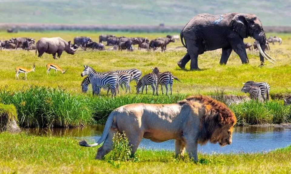 Tanzanya Safari Turu