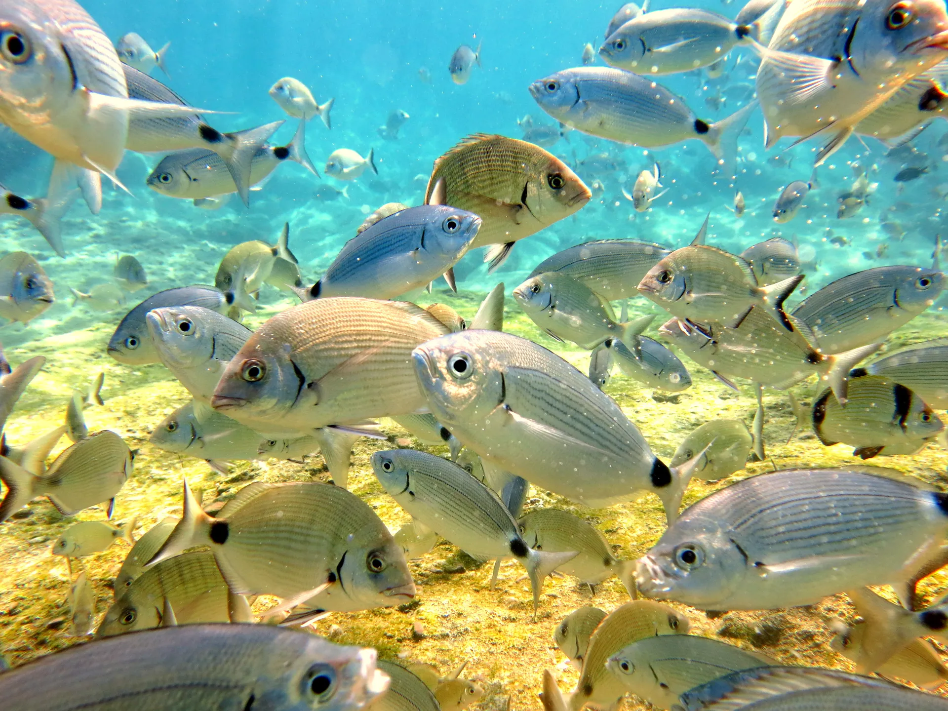 Fethiye Tüplü Dalış